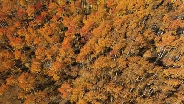 Flygfoto Flyger Över Färgglada Gula Skogen Hösten Utah Långsamt Roterande — Stockvideo
