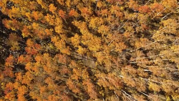 Вращающийся Вид Высоты Птичьего Полета Вниз Лесу Красочными Осенними Листьями — стоковое видео