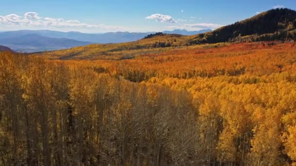 Πετώντας Χαμηλά Πάνω Από Δέντρα Προβολή Χρυσή Κοιλάδα Στα Βουνά — Αρχείο Βίντεο