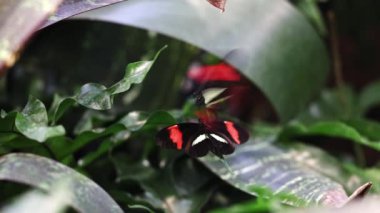 İki postacı (Heliconius melpomene) kanat çırparken diğerinin üstünde kelebekler gibi uçar..