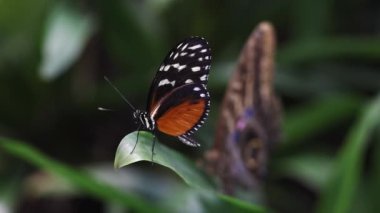 Altın Uzunkanat (Heliconius hekale) kelebek yaprağın üzerinde hareketsiz duruyor.