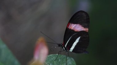 Postacı (Heliconius Melpomene) yaprak üzerindeki kelebek uçuyor.