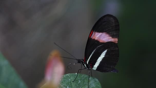 Postman Heliconius Melpomene Butterfly Leaf Getting Blown — стоковое видео