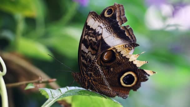 Vlinder Met Patronen Als Uilenogen Zijn Vleugels Zittend Een Blad — Stockvideo