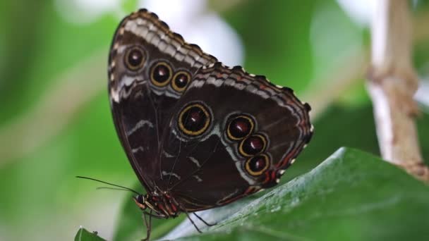 Papillon Morpho Bleu Assis Sur Une Feuille Verte — Video