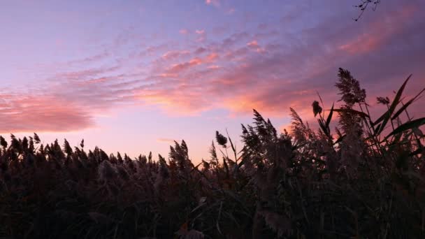 Colorful Sunset Looking Reeds Blowing Wind Utah Lake — Stock videók