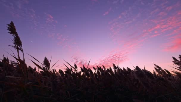 Panning View Colorful Sunset Reeds Reaching Sky Blowing Breeze — Vídeo de Stock