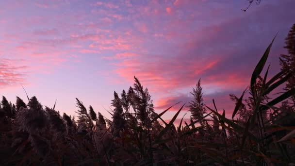 Reeds Blowing Breeze Colorful Sunset Panning Landscape — 图库视频影像