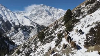 Himalayalar 'da dağ yamacında koşan öküzler Manang Nepal yakınlarında yanlarından uçuyorlar..