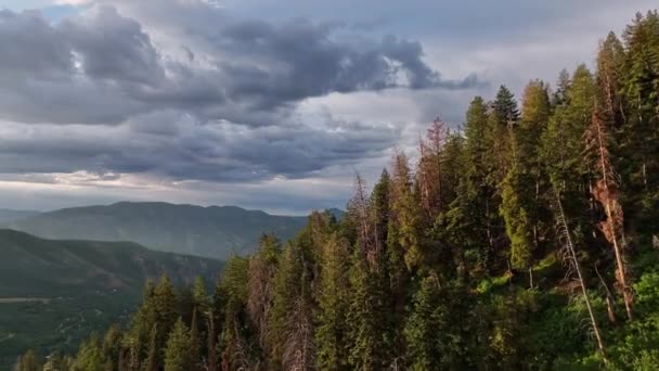 Flying Pine Trees Viewing Mountain Layers Sundance Utah — 비디오
