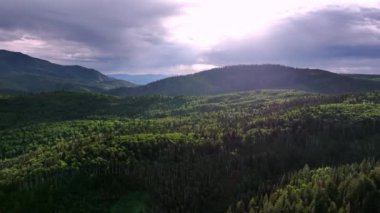 Yazın Utah 'ta yeşil ormanın üzerinde uçan hava manzarası..