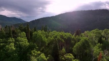 Yaz sabahı Utah 'ta Wasatch Dağları' nda orman boyunca uçmak.