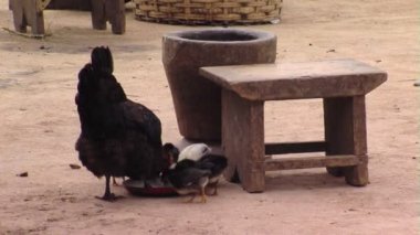 Afrika'da yemek tavuk geniş çekim.