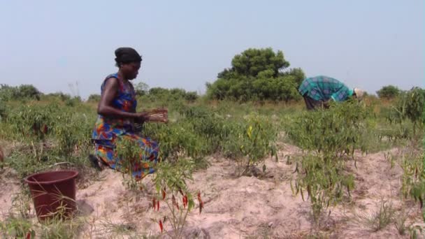 África Kenia Circa Agosto 2010 Gran Cantidad Personas Cosechando Chiles — Vídeo de stock