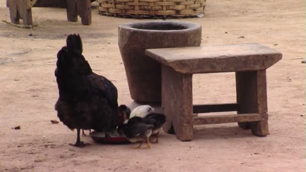 Gros Plan Poulets Mangeant Afrique — Video