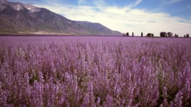 Lavanta alan ve dağlar kaydırma