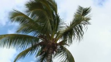 Mavi ve beyaz arka plan ile rüzgarda sallanan uzun yaprakları ile bir büyük hurma ağacının üstünde doz düşük açılı eğik