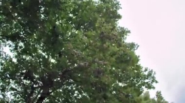 Londra, İngiltere'de bir bulutlu gökyüzü karşı büyük yeşil ağaçlar görünümünü seyahat düşük açılı.