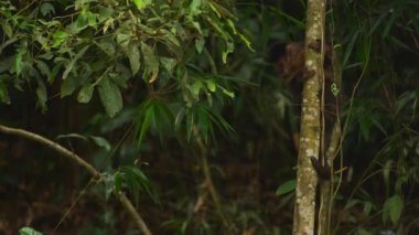 Pan ağaç bir orman bölgesinde özenle tırmanma Capuchin maymun.