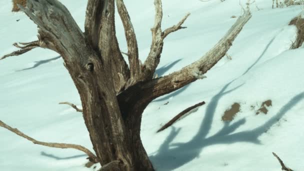 Filmmaterial Von Baumstumpf Schneebedeckter Hügeliger Landschaft — Stockvideo