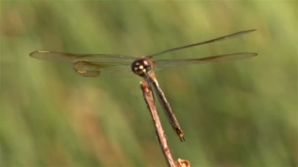 Closeup Dragonfly Perching Top Branch Gentle Breeze Waving Grasses Background — Stock Video