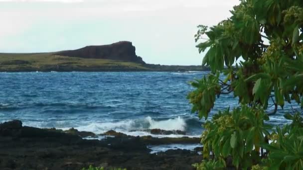 Hawaiian Strandwal Met Vulkanisch Gesteente Tropische Boom Voorgrond Met Eiland — Stockvideo