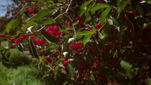 Atış Taze Kırmızı Kiraz Ağaçlarında Devirme Atış Sırasında Gün Çekildi — Stok video