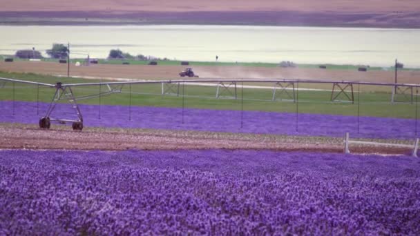 Amplio Plano Campo Lavanda Sistema Riego Hay Una Carretera Fondo — Vídeos de Stock