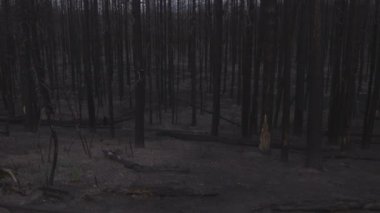 Yellowstone'da gökyüzü kontrast yapraksız ağaçları geniş çekim.