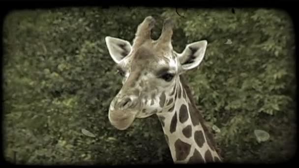 Kahverengi Beyaz Renkli Zürafanın Üst Ünü Çiğneyip Yukarken Yakın Çekim — Stok video