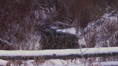 Dondurulmuş Creek karlı ağaçların altında atış