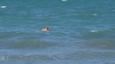 İtalya dalgalarda Yüzme bir kadın.