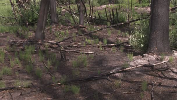 Close Ground Trees Forest Yellowstone National Park — Stock Video