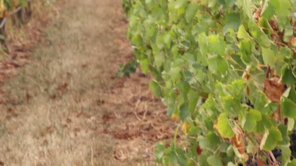 Uma Foto Panorâmica Uma Vinha Toscana Itália — Vídeo de Stock