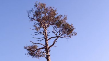 Birkaç dalları ve yaprakları ile bir ağacın Kaydırma çekim.