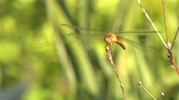 Closeup ของแมลงปอแสงแดดถ อบนด านบนของก งไม ในสายลมแสงท ยวท านหล — วีดีโอสต็อก