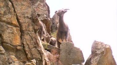 Kayalara tırmanan bir grup dağ keçisi.