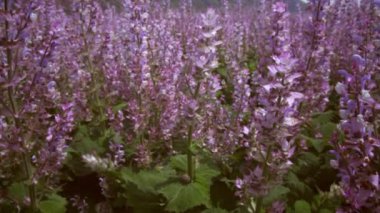 Bir alanda güzel lavantalar çapraz olarak katlanabilen bir kadeh. Dağlar arka planda görülebilir.