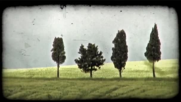 Schot Van Groene Italiaanse Veld Vintage Gestileerde Videoclip — Stockvideo