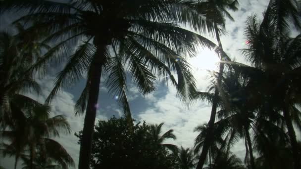 Ein Niedriger Winkel Mit Blick Auf Palmen Vor Blauem Himmel — Stockvideo