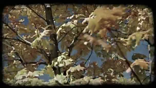 Pan Brightly Colored Autumn Leaves Tree Shake Wind Blue Sky — Stock Video