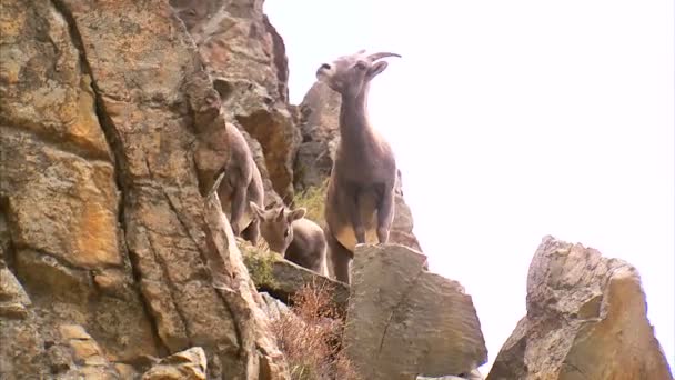 Group Mountain Goats Climbing Rocks — Stock Video