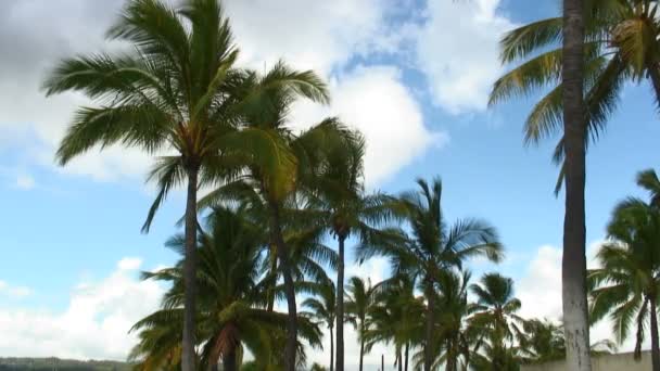 Palm Trees Blue Sky Scattered Clouds Hawaii — Stock Video