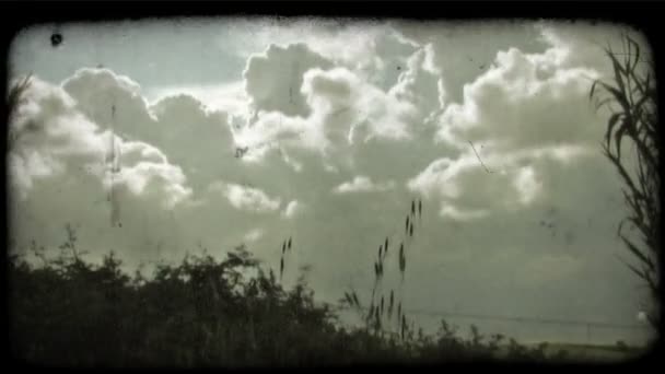 Shot Blue Sky Plants Blowing Wind Foreground Vintage Stylized Video — Stock Video