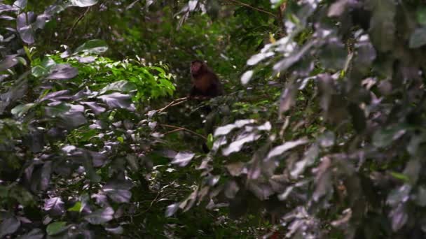 Καπουτσίνων Μαϊμού Κάθεται Ένα Δέντρο Στην Πυκνή Ζούγκλα Πυκνό Φύλλωμα — Αρχείο Βίντεο