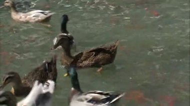 Yarış ve bir havuzda yiyecek için mücadele ördekler orta bir kadeh