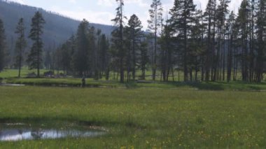 Geniş bir otsu çayır Yellowstone Milli Parkı içinde ağaç shot