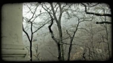 İtalya'da yapraksız bir ağacın çekim kadar kademeli tilt. Vintage stilize video klip.
