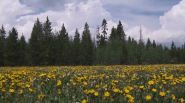 Geniş ayçiçeği tarlası vurdu ve çam ağaçları