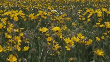 Orta yakın atış alanındaki sarı ayçiçeği